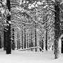 TreeSnow4b&w