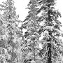 TreeSnow6b&w